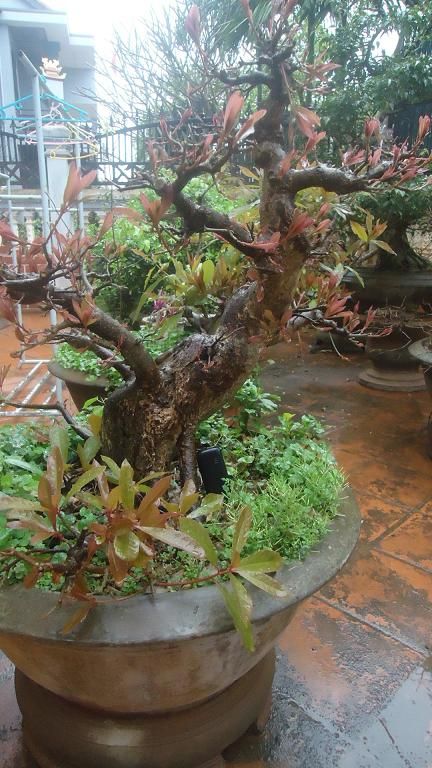 Bán Cây Lộc Vừng ( hay còn gọi là Cây Mưng) đã vào chậu hơn 10 năm .Mua nhanh kẻo hết