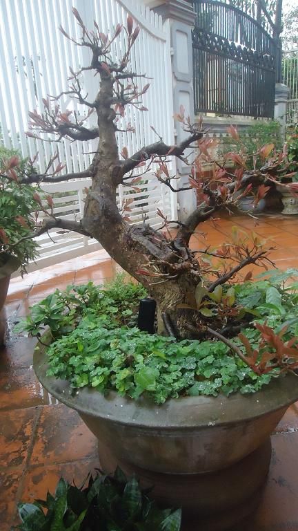 Bán Cây Lộc Vừng ( hay còn gọi là Cây Mưng) đã vào chậu hơn 10 năm .Mua nhanh kẻo hết - 1