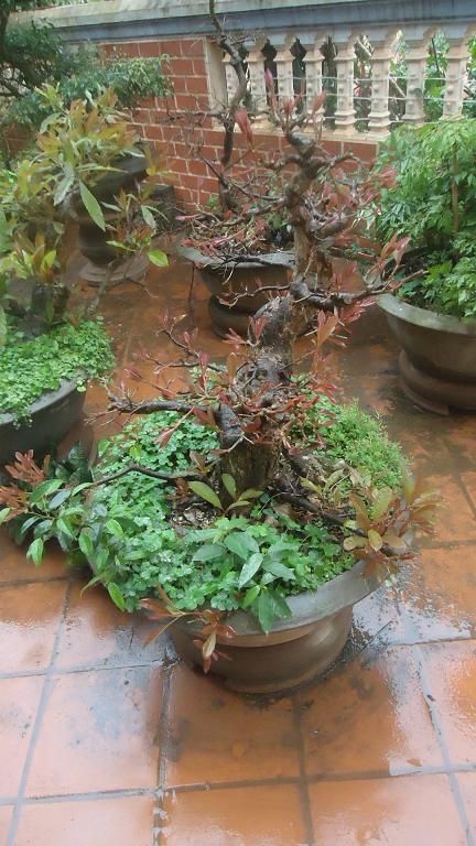 Bán Cây Lộc Vừng ( hay còn gọi là Cây Mưng) đã vào chậu hơn 10 năm .Mua nhanh kẻo hết - 4