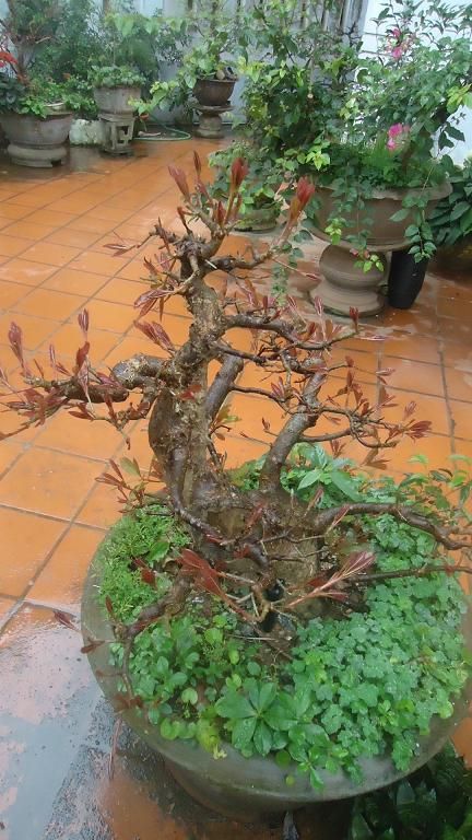 Bán Cây Lộc Vừng ( hay còn gọi là Cây Mưng) đã vào chậu hơn 10 năm .Mua nhanh kẻo hết - 3