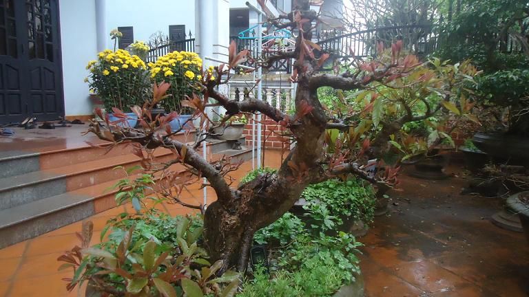 Bán Cây Lộc Vừng ( hay còn gọi là Cây Mưng) đã vào chậu hơn 10 năm .Mua nhanh kẻo hết - 5