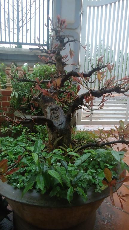 Bán Cây Lộc Vừng ( hay còn gọi là Cây Mưng) đã vào chậu hơn 10 năm .Mua nhanh kẻo hết - 2