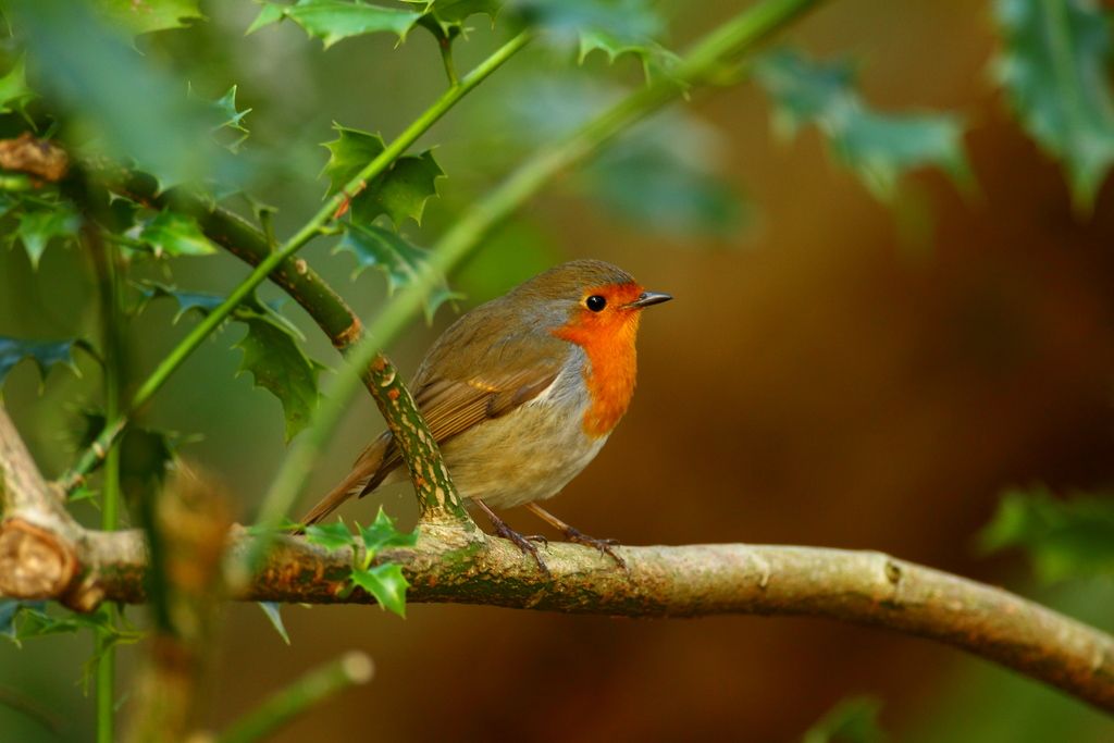 IMAGE: http://i862.photobucket.com/albums/ab181/paul-cousins/Birds/_X8F8916.jpg