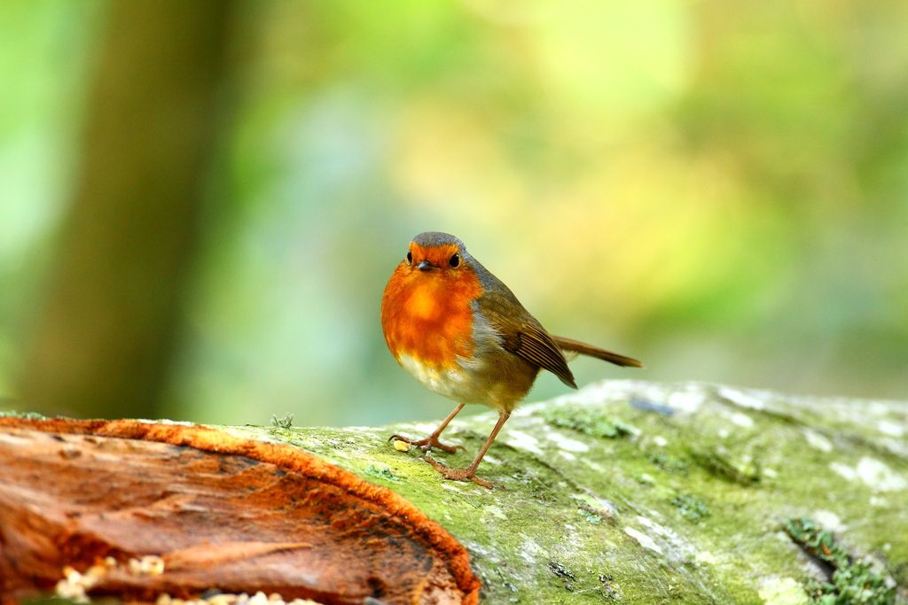 IMAGE: http://i862.photobucket.com/albums/ab181/paul-cousins/Birds/_X8F8923.jpg