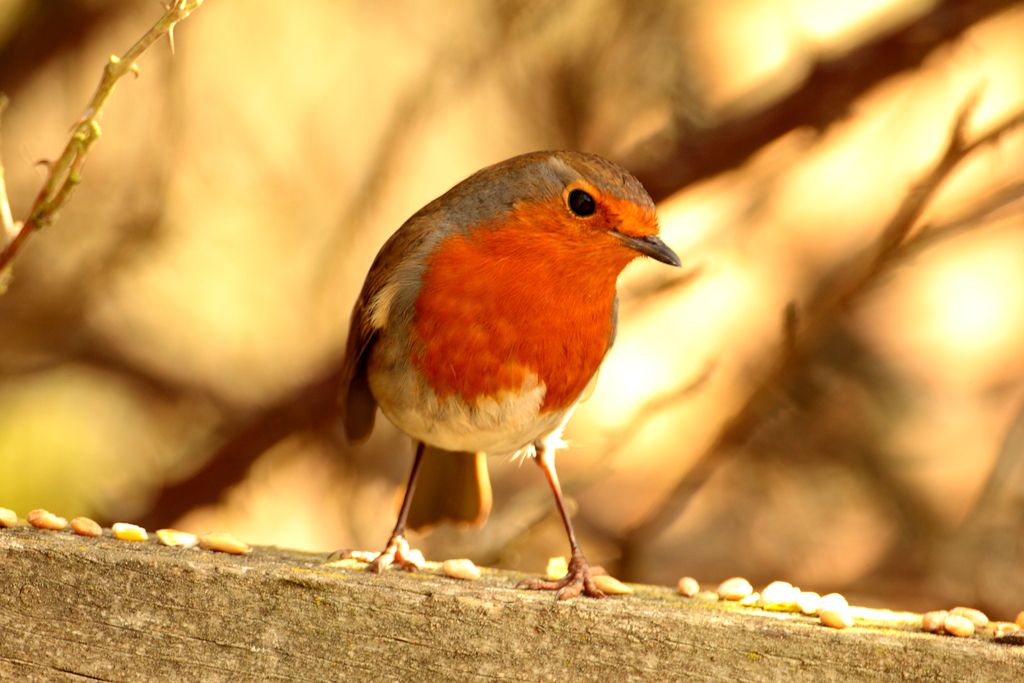 IMAGE: http://i862.photobucket.com/albums/ab181/paul-cousins/Birds/_X8F8954.jpg