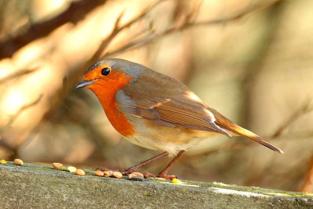 IMAGE: http://i862.photobucket.com/albums/ab181/paul-cousins/Birds/_X8F8958.jpg