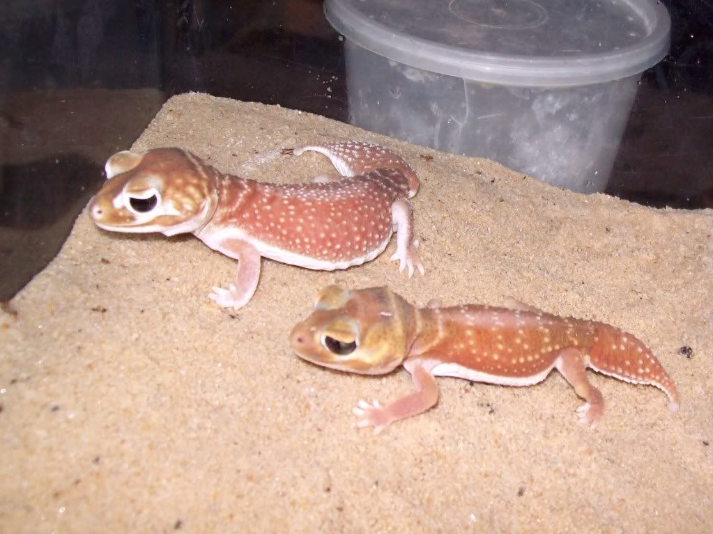 Australian Velvet Gecko