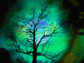 colorful tree Pictures, Images and Photos