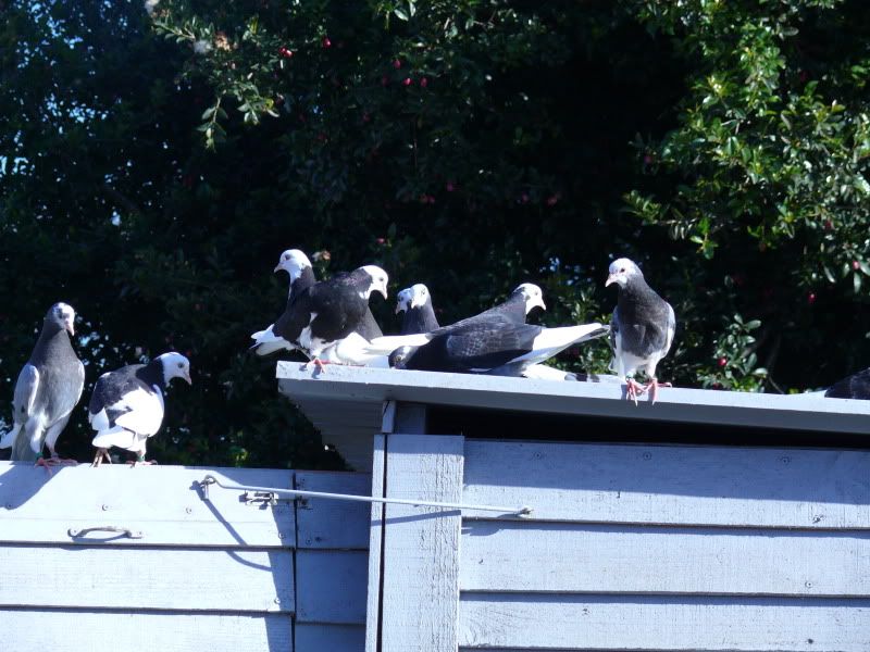 some young birds