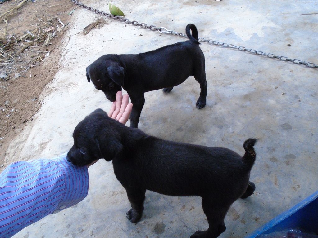 chó Phú Quốc con giá tốt cuối tuần - 10