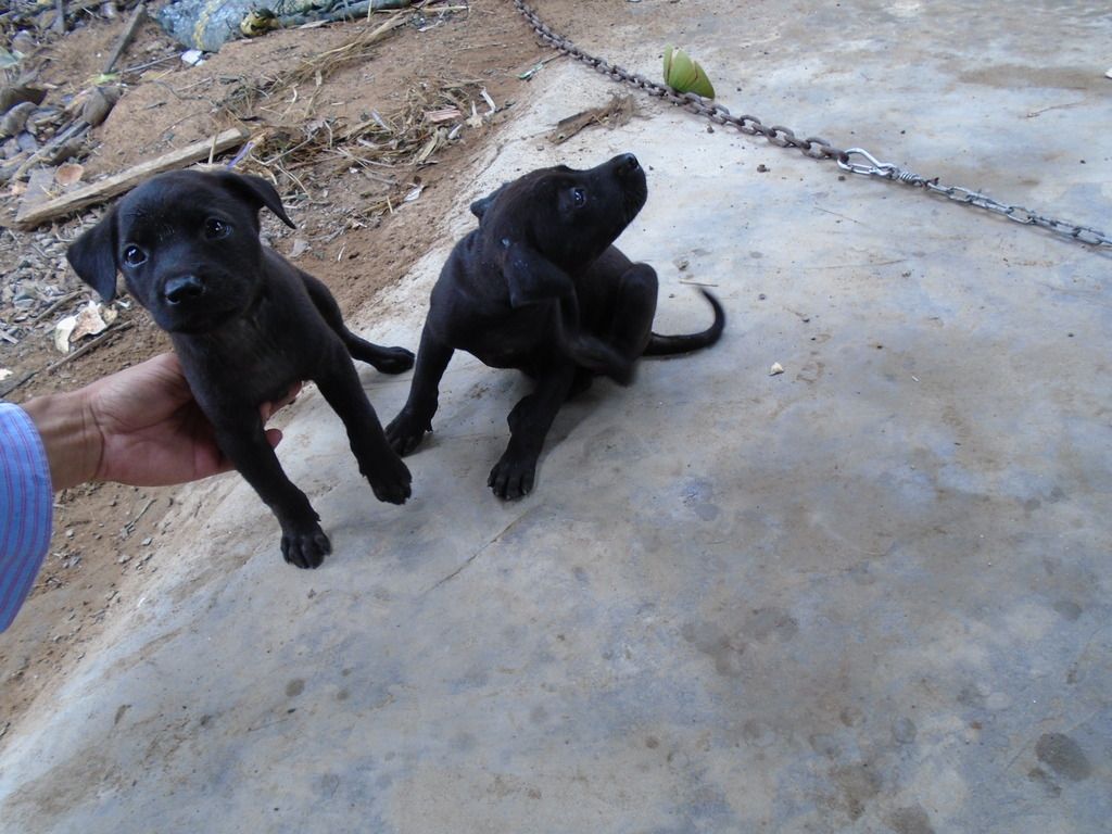 chó Phú Quốc con giá tốt cuối tuần - 11