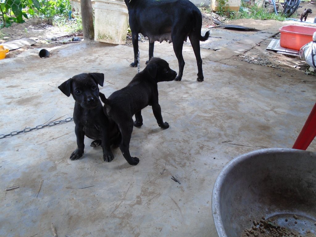 chó Phú Quốc con giá tốt cuối tuần - 9