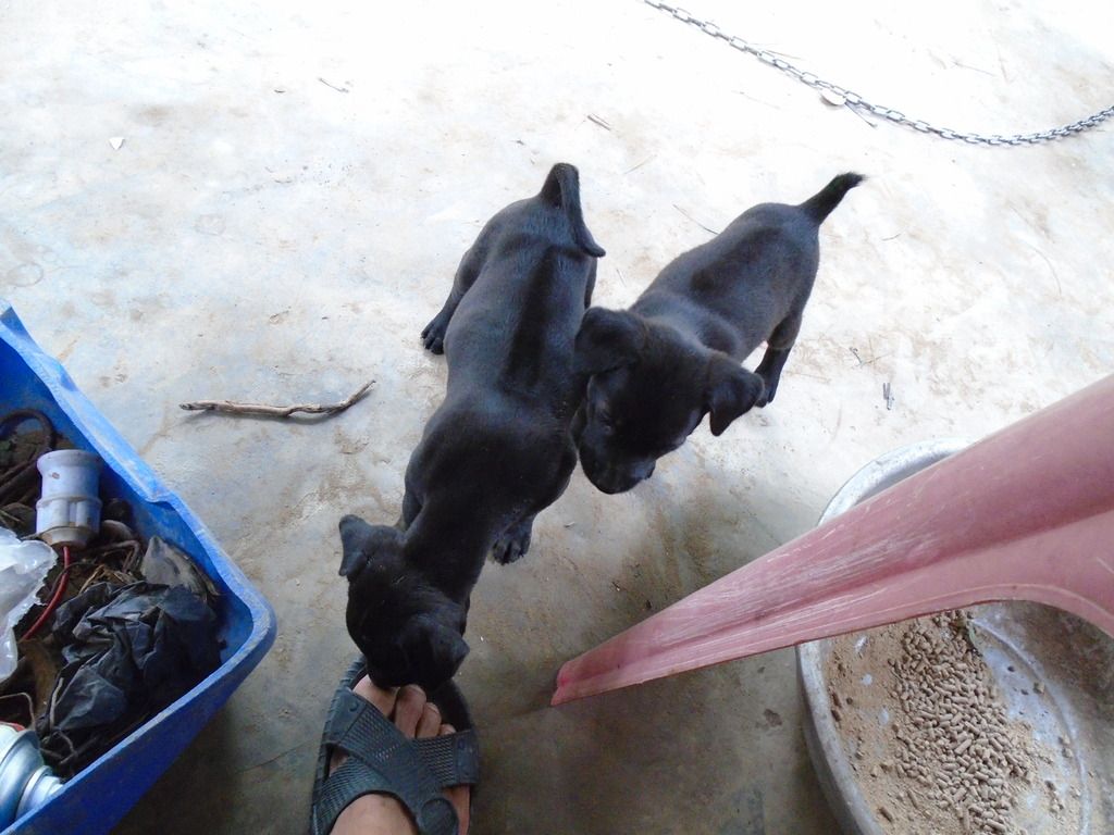 chó Phú Quốc con giá tốt cuối tuần - 8