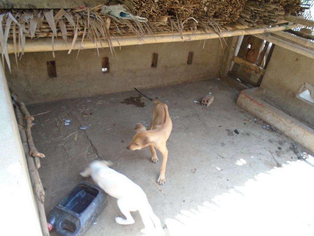 chó Phú Quốc con giá tốt cuối tuần - 3