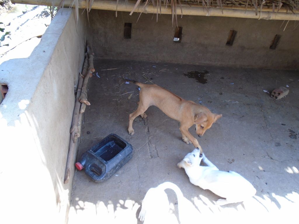 chó Phú Quốc con giá tốt cuối tuần - 4