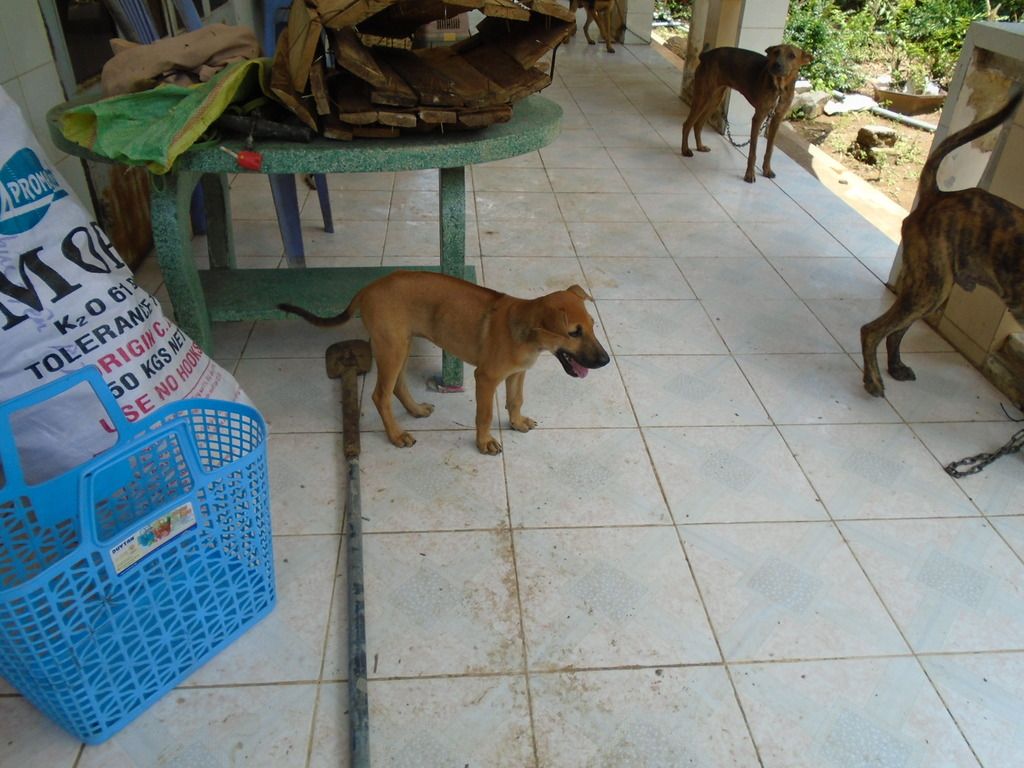 chó Phú Quốc con giá tốt cuối tuần - 7