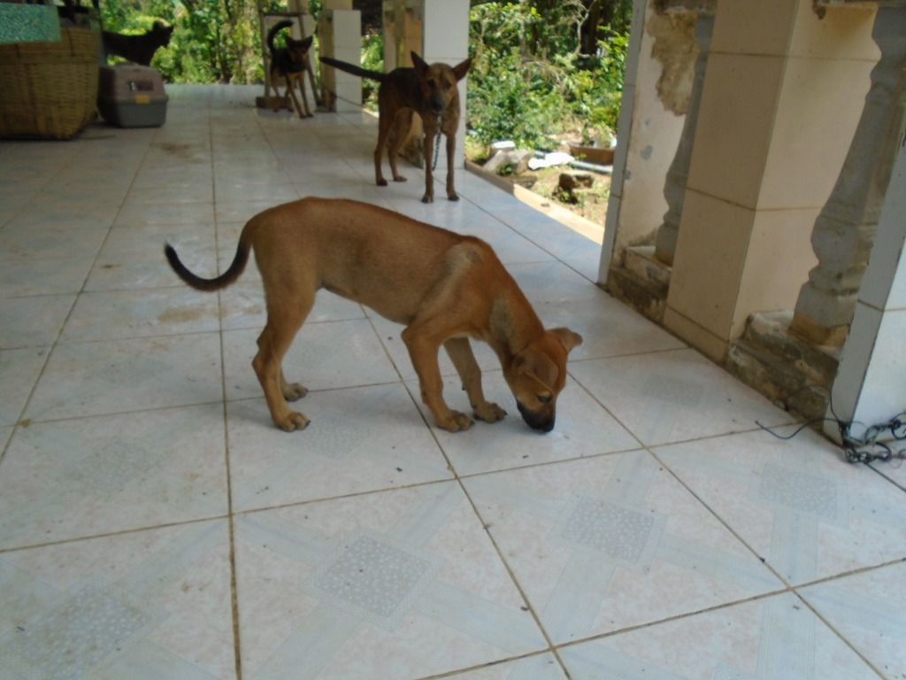 chó Phú Quốc con giá tốt cuối tuần - 6