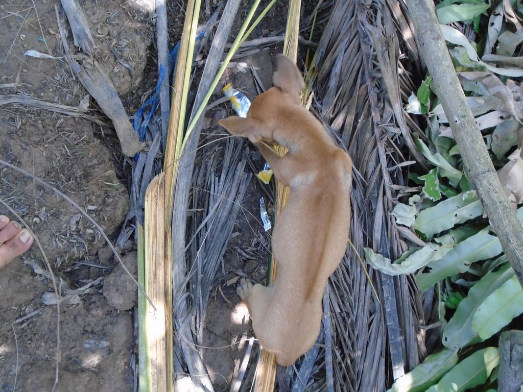 chó Phú Quốc con giá tốt cuối tuần - 5