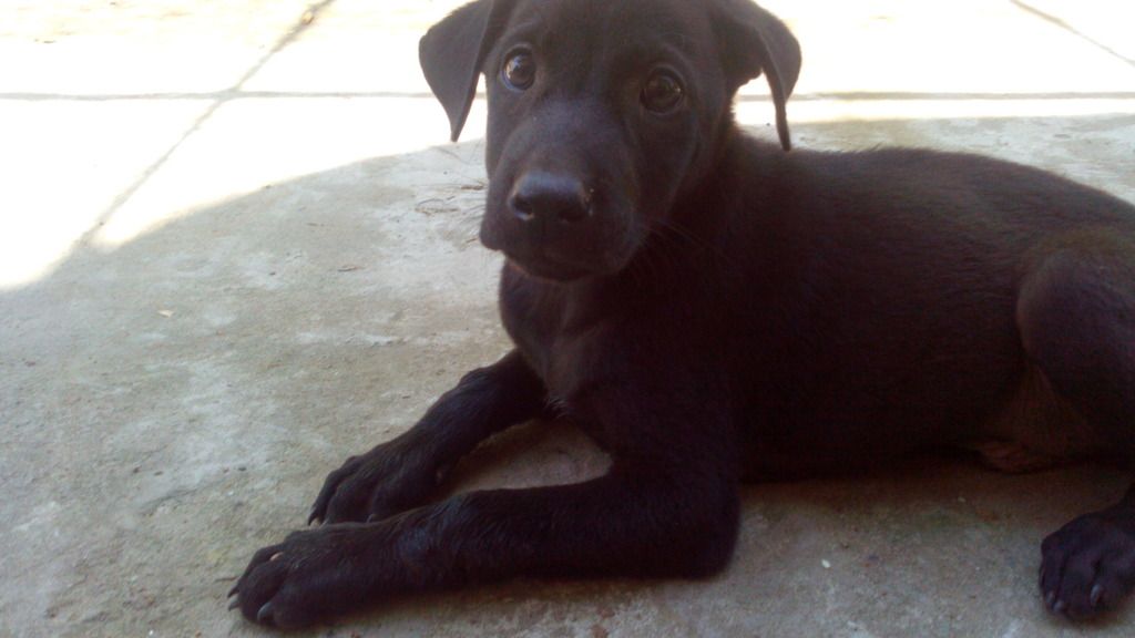 chó Phú Quốc con giá tốt cuối tuần - 2