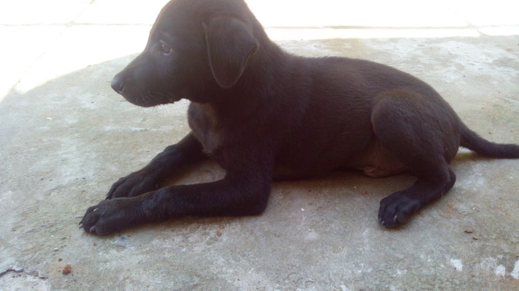 chó Phú Quốc con giá tốt cuối tuần - 1