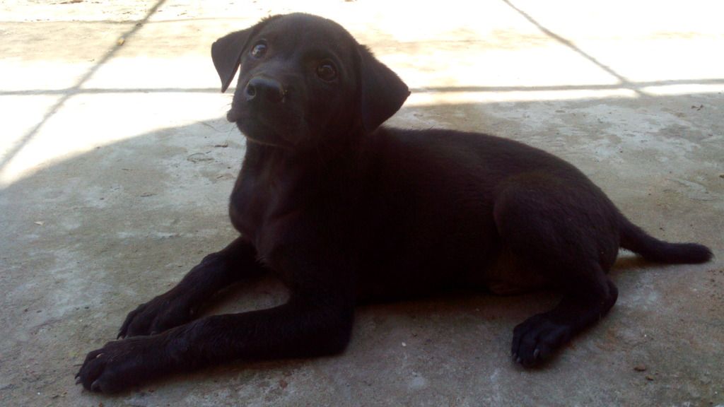 chó Phú Quốc con giá tốt cuối tuần