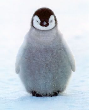penguin photo: Penguin penguin.jpg