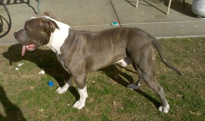 my boy chato at 8 months BLUE BLINDLE PITBULL BULLY Image