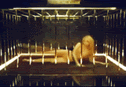 33540317.gif
