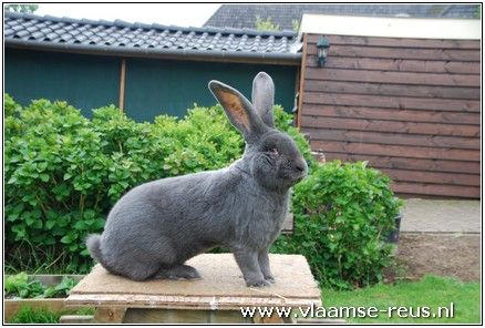 blauwe vlaamse reus ram 125