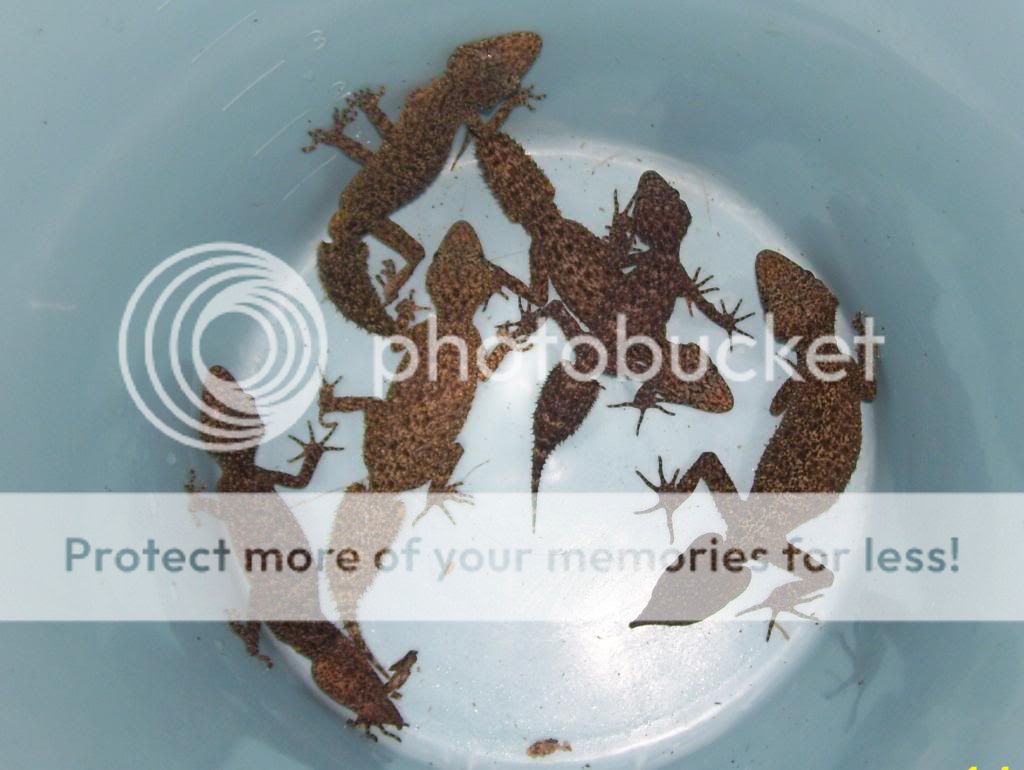 Keeper and breeder of various geckos, small dragons, Broad-banded Sand ...